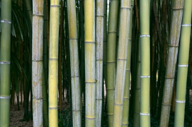Notre Dame de Fourvire Kilisesi, Lyon, Fransa