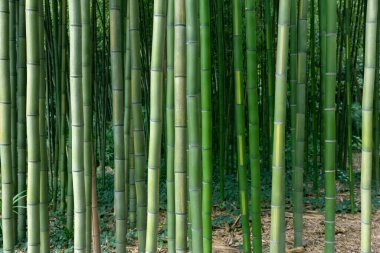 Notre Dame de Fourvire Kilisesi, Lyon, Fransa