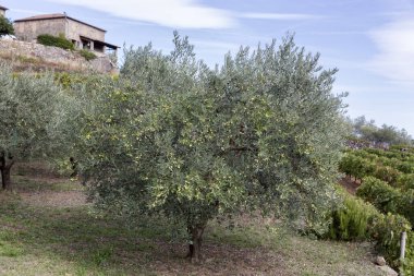 Fransa 'da sonbaharda zeytin ağacı