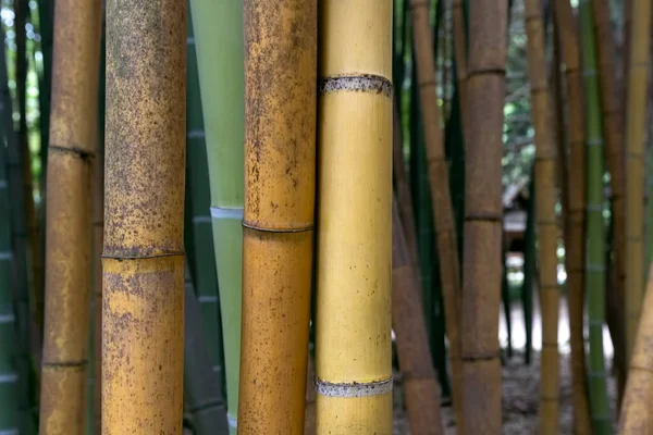 Bambu Verde Castanho Fresco — Fotografia de Stock