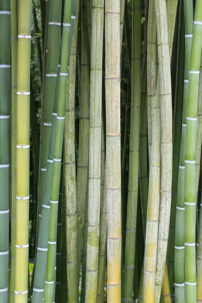 Färsk Grön Och Brun Bambu — Stockfoto