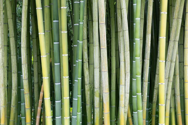 Fresh Green Brown Bamboo — Stock Photo, Image