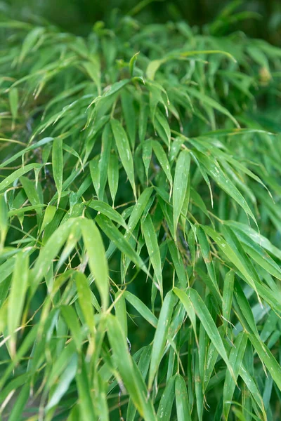 Taze Yeşil Bambu Yaprakları — Stok fotoğraf