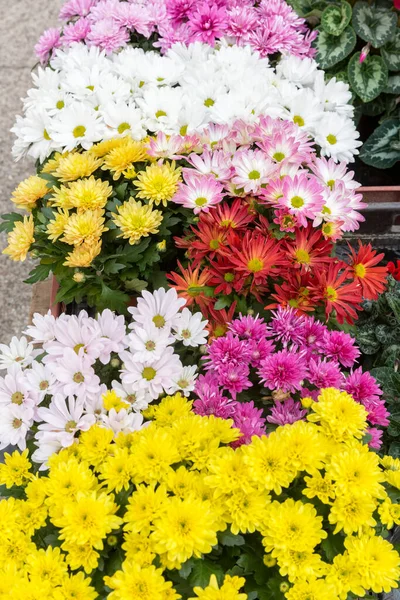 Fleurs Chrysanthème Exposées Dans Magasin — Photo