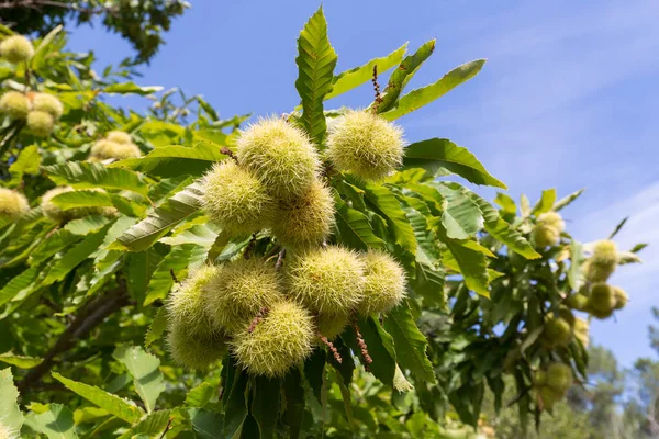 Kastanjes Aan Een Boom Herfst Frankrijk — Stockfoto