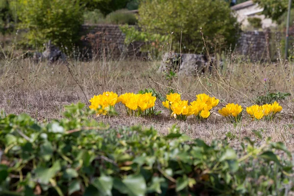 Fiori Autunnali Colchicum Gialli Autunno — Foto Stock