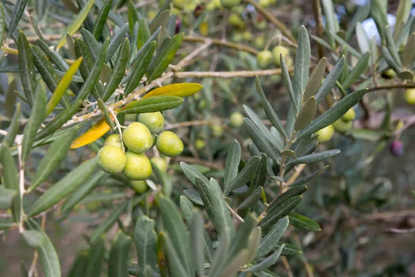 Groene Olijven Een Boom Herfst — Stockfoto