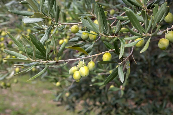 Groene Olijven Een Boom Herfst — Stockfoto