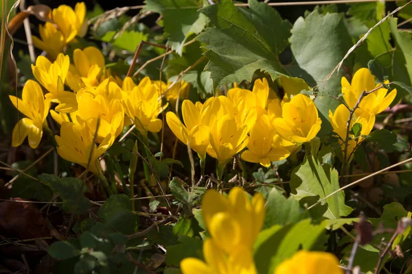 Amarelo Colchicum Autumnale Flores Outono — Fotografia de Stock