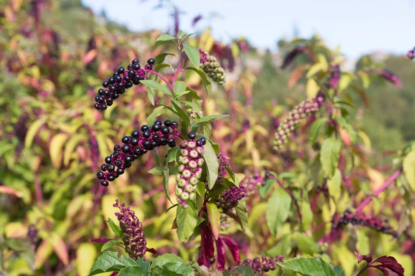 美国海草 Phytolacca 在花园外面 — 图库照片