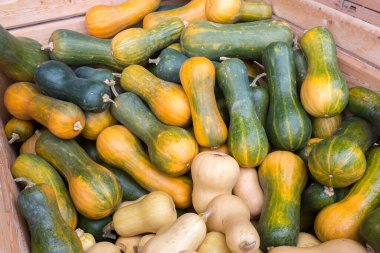 Farklı kabak grupları