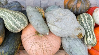 Farklı kabak grupları