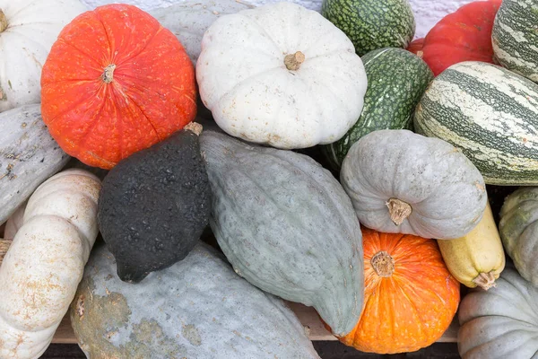 Groep Van Verschillende Pompoenen — Stockfoto