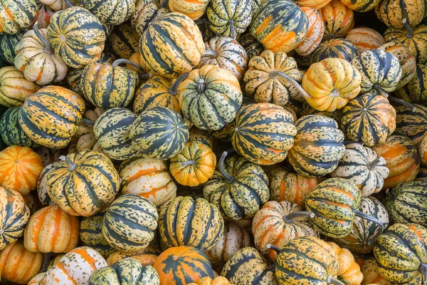 Groep Van Verschillende Pompoenen — Stockfoto