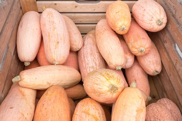 Rosa Bananenkürbisse Einer Schachtel — Stockfoto