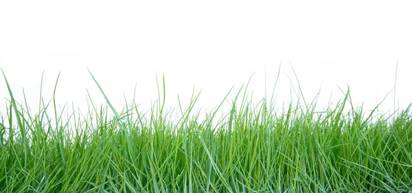 Vers Gras Witte Achtergrond — Stockfoto