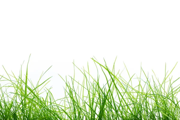 Halme Von Frischem Gras Auf Weißem Hintergrund — Stockfoto