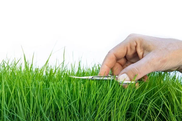 Weibliche Hand Schneidet Mit Schere Präzise Rasen Stockbild