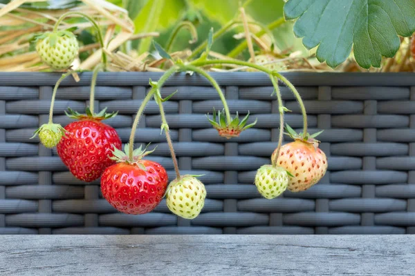 Rijpe Onrijpe Aardbeien Een Bloempot — Stockfoto