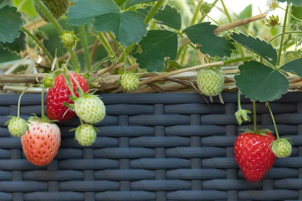 Fragole Mature Acerbe Vaso Fiori — Foto Stock