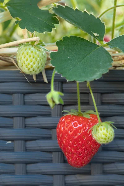 Fragole Mature Acerbe Vaso Fiori — Foto Stock