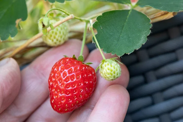 Fragole Mature Acerbe Vaso Fiori — Foto Stock