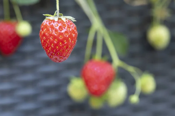 Fragole Mature Acerbe Vaso Fiori — Foto Stock