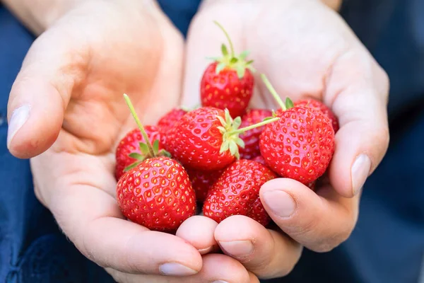 Vrouwelijke Handen Met Vers Geplukte Aardbeien — Stockfoto