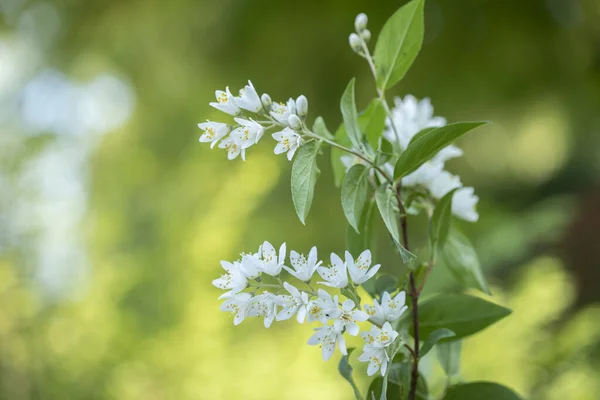庭にドイツの茂みを開花させ クローズアップショット — ストック写真