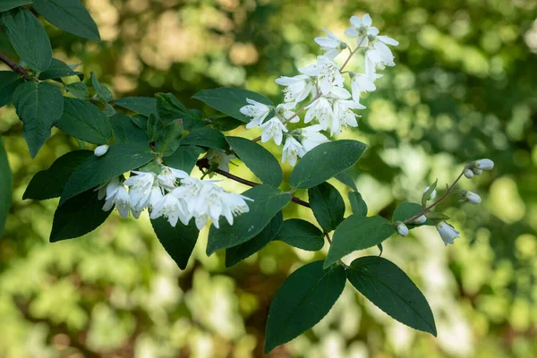 Kvetoucí Deutzia Keř Zahradě Detailní Záběr — Stock fotografie