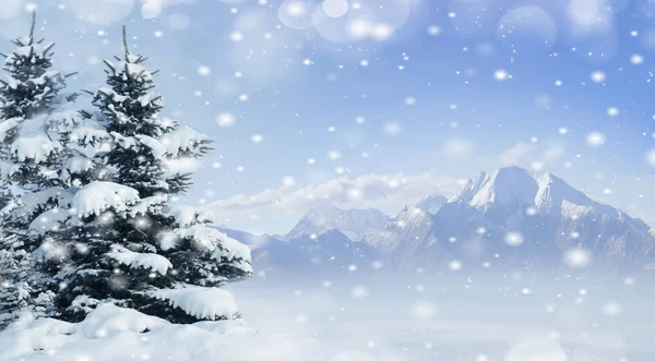 Winter Background Snow Spruce — Stock Photo, Image