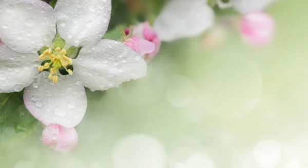 Prachtige apple tak — Stockfoto