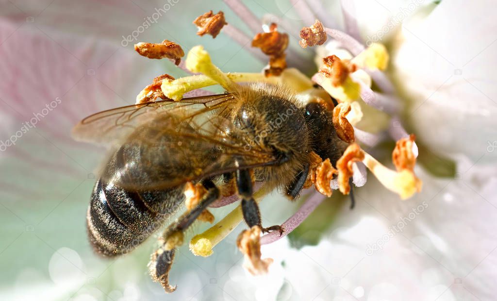 Bee on white flowers 