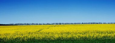 Güzel sarı alan tecavüz