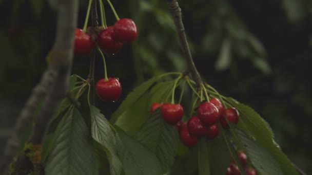 Womens hands close-up harvest cherries from a tree. — Stock Video