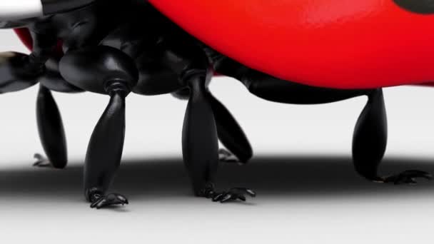 Farklı Açılardan Ayrıntılı Bir Uğur Böceği Bazı Yakın Çekim Bundan — Stok video