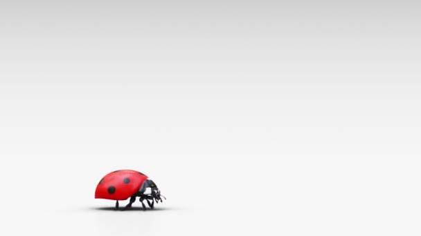 Vue latérale d'une coccinelle qui marche le long d'un chemin, s'arrête et regarde deux fois vers la caméra, et après un bref moment commence à marcher à nouveau le long de son chemin, sur un fond clair 