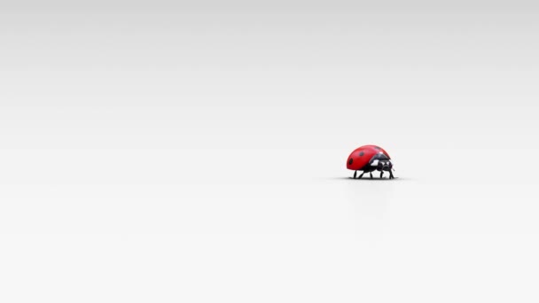 在白色地面上的随机路径中 一个红色瓢虫走近相机的前视图 — 图库视频影像