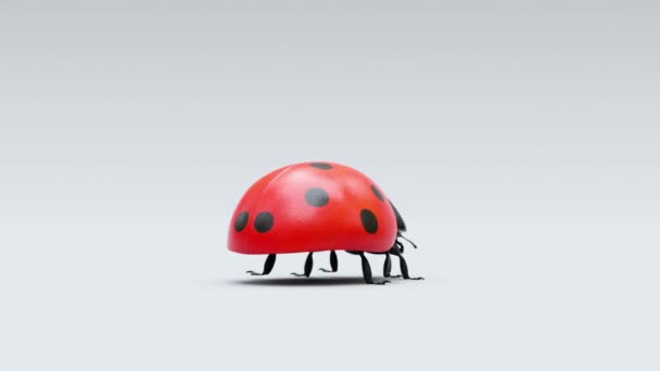 boucle de cadrage à 360 degrés d'une coccinelle qui marche et vole montrant ses caractéristiques physiques sur un fond clair 