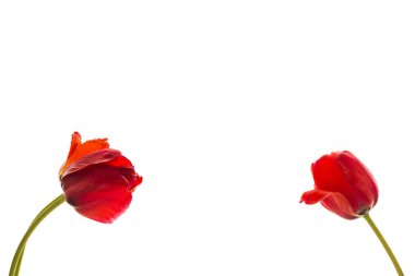 Lale çiçek, metin için yer ile beyaz arka plan üzerinde. İzole