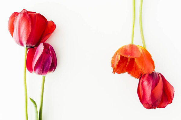 Tulip flowers on white table with copy space for your text top view.