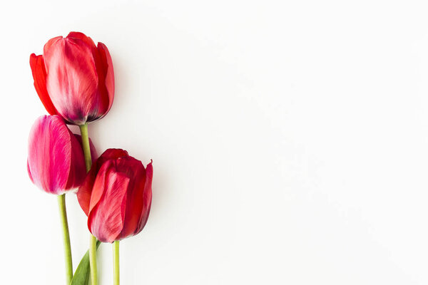 Tulip flowers on white table with copy space for your text top view.