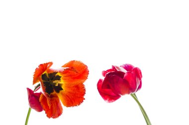 Lale çiçek, metin için yer ile beyaz arka plan üzerinde. İzole