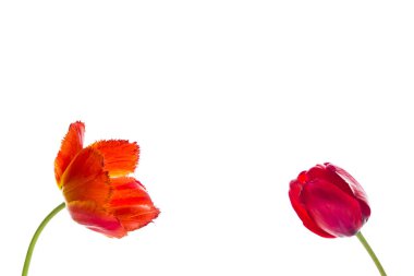 Lale çiçek, metin için yer ile beyaz arka plan üzerinde. İzole