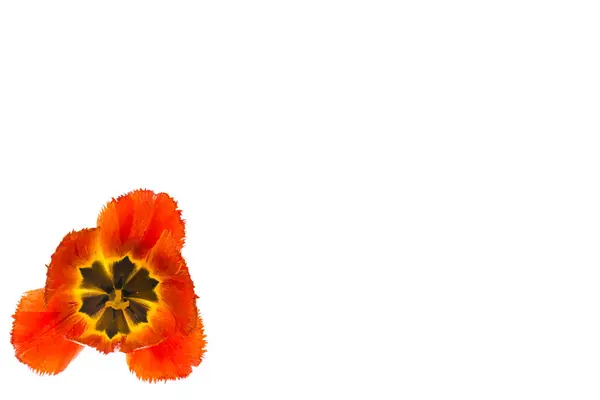 Tulipán Virág Fehér Háttér Szöveg Adható Elszigetelt — Stock Fotó