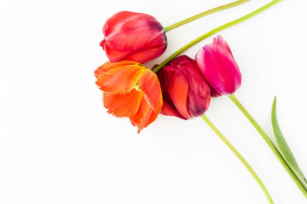 Tulip flowers on white table with copy space for your text top view.