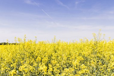 Kolza tohumu alan mavi gökyüzü ile