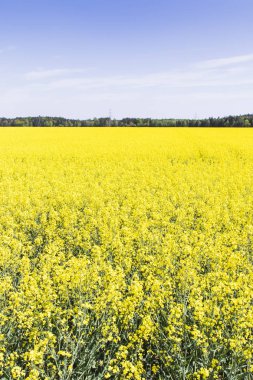 Kolza tohumu alan mavi gökyüzü ile