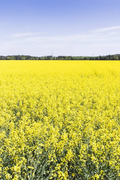 Rapeseed Field Blue Sky — Stock Photo, Image