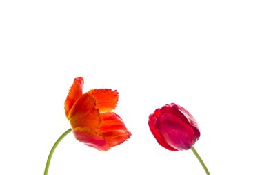 Lale çiçek, metin için yer ile beyaz arka plan üzerinde. İzole